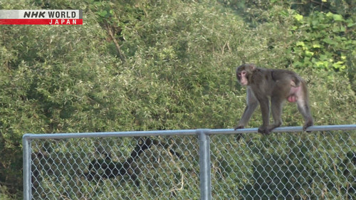 From Foe to Fortune: Living with Nuisance Wildlife