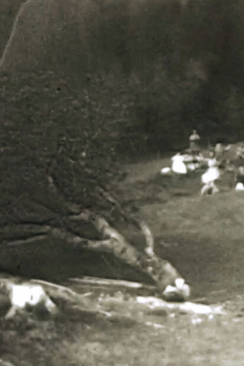 Ala / Caduta Albero / Anguria / Ballo