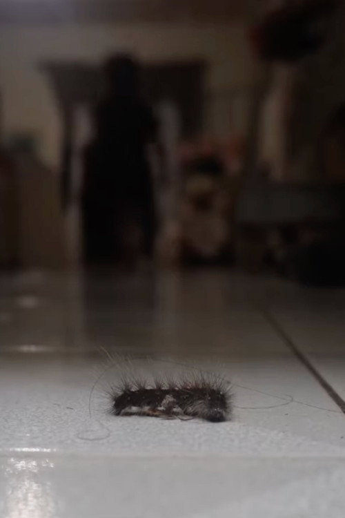 The Man Of The House