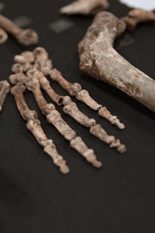 Unknown: Cave of Bones poster