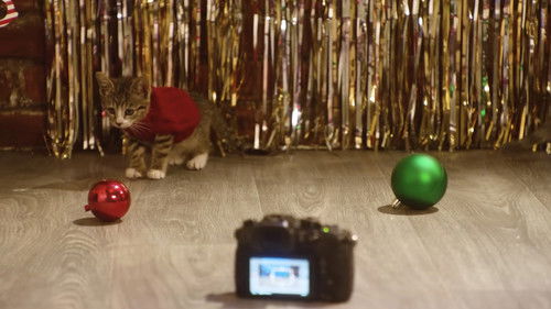 A Very Kitty Cocktail Party