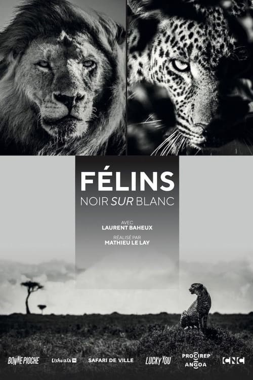 Félins, noir sur blanc