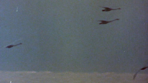 The Sounds of the Northern Forests