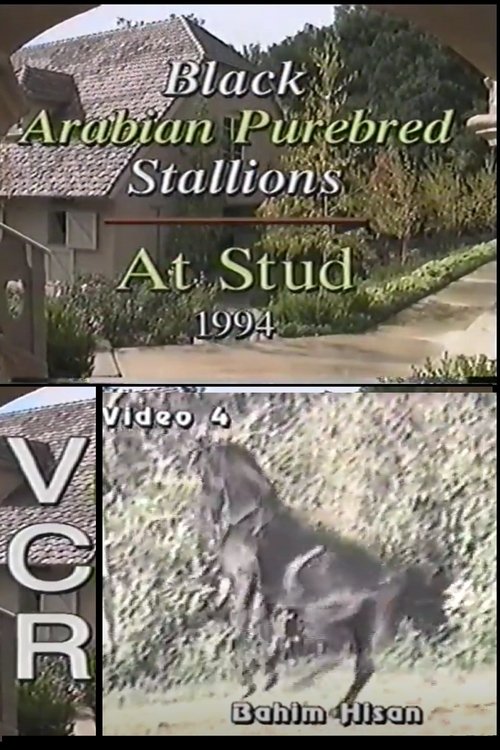 Black Arabian Purebred Stallions At Stud (1994) poster