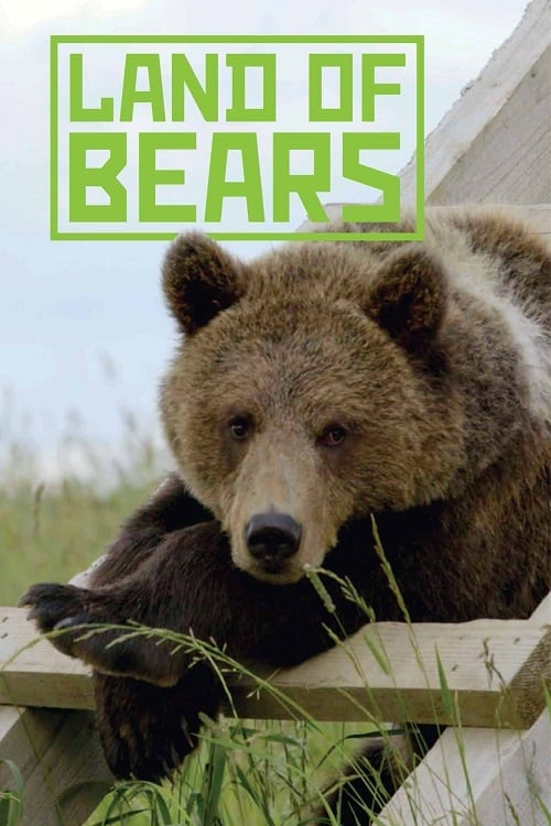 Страна медведей movie poster player