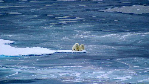 Polar Bear: Spy on the Ice