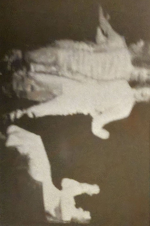 Zierot