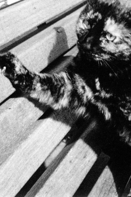 C.C. Beam Goes for a Walk