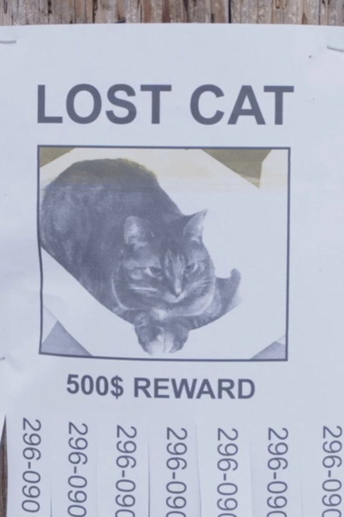 Lost Cat