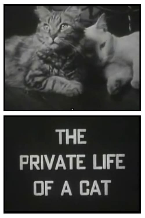 The Private Life of a Cat Movie Poster Image