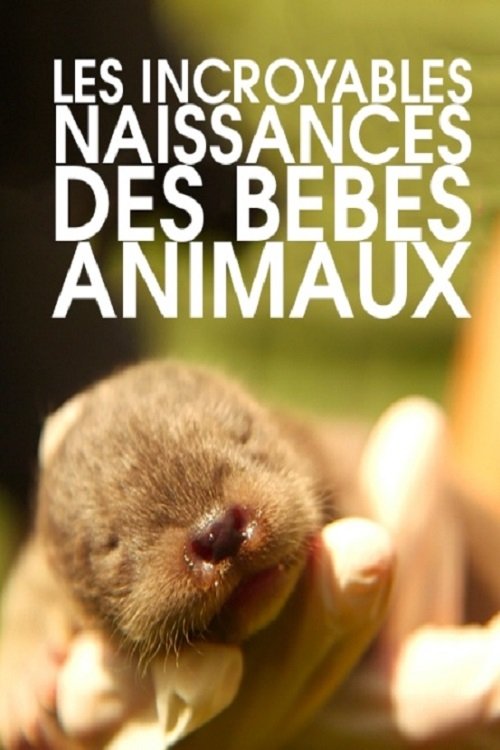 Les incroyables naissances des bébés animaux movie poster player