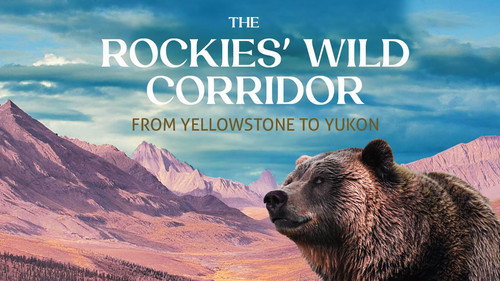 Le corridor sauvage des Rocheuses – De Yellowstone au Yukon - Season 1 Backdrop Blur