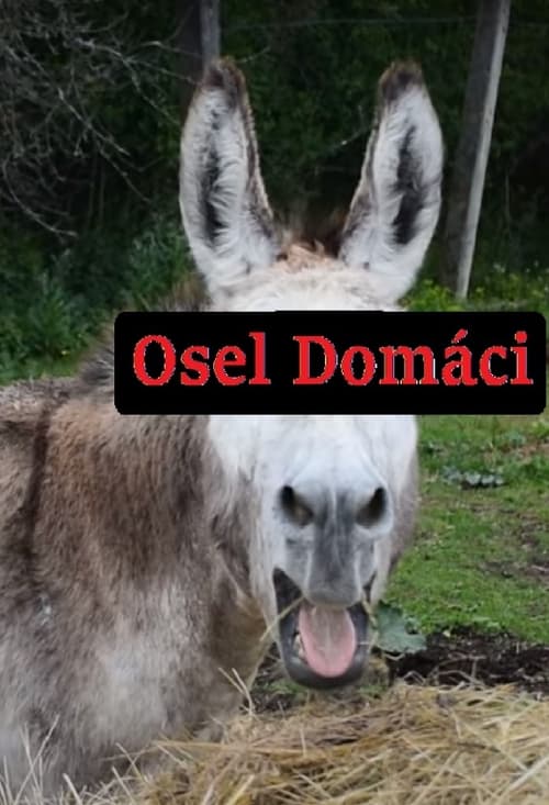 Osel domácí (2020)