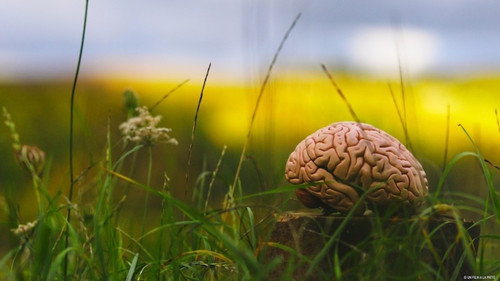 Climate Change: The Brain Paradox