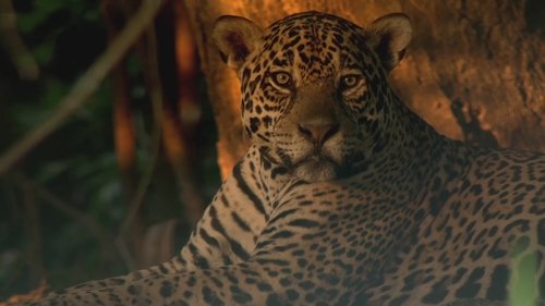 Jaguars of the Pantanal