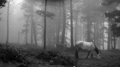 Landscapes of A Capelada