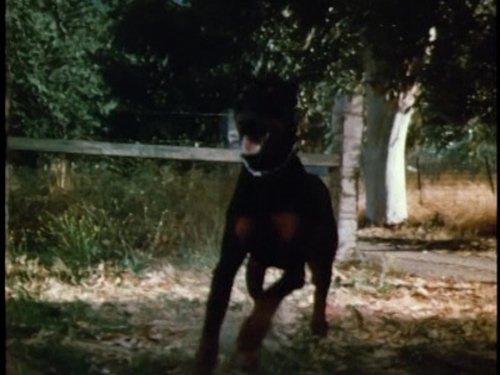 Les Chiens de l'enfer