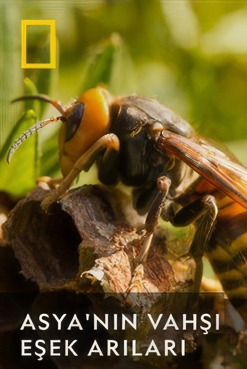 Asia's killer hornets