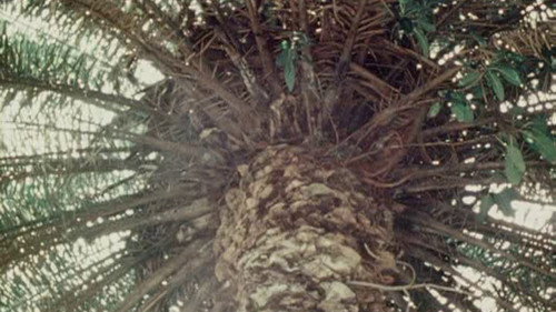 Bark-Rind still