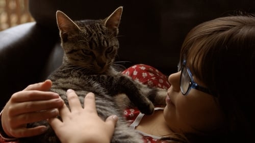 Cat Stories Online ,trailer