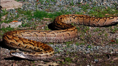 Devoured: Man-Eating Super Snake Returns