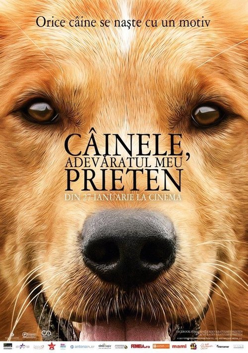 Poster pentru Câinele, adevăratul meu prieten