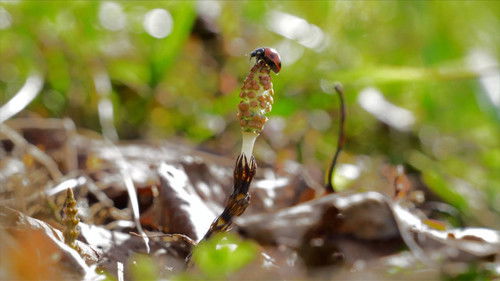 Insects Awakening (Keichitsu)