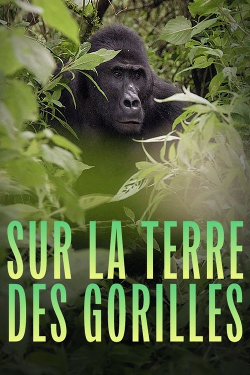 Poster image du film Sur la terre des gorilles Sur la terre des gorilles