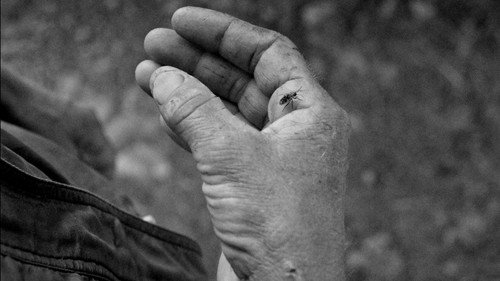 The Impact of the Moon