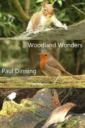 Woodland Wonders poster