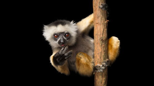 Escena 3 de Rare: Creatures of the Photo Ark