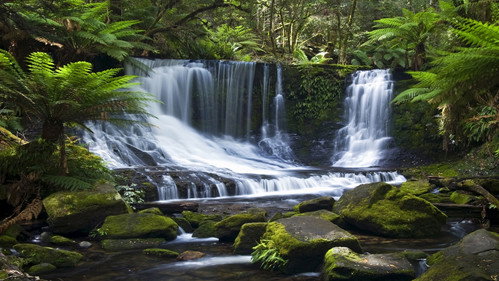 Wilde Paradiese - Tasmanien: Land der Teufel Backdrop Blur
