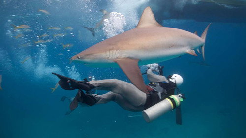 How Sharks Hunt - Season 1 Backdrop Blur