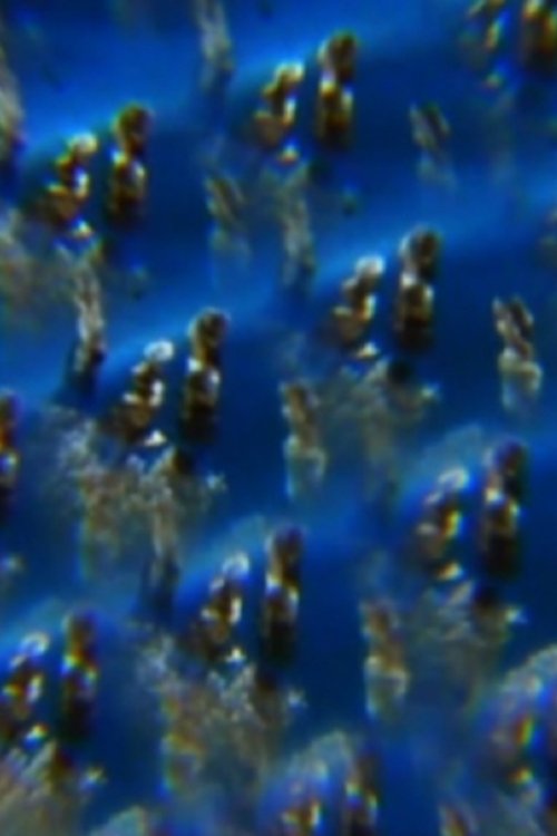 Jelly movie poster player