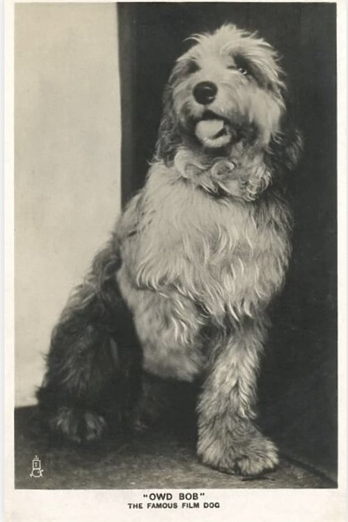 Owd Bob (1924)