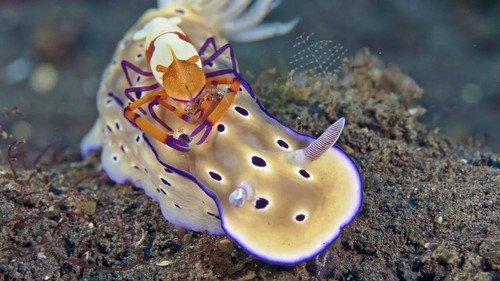 Triangle de Corail Merveilleuse biodiversité marine S1E2 backdrop