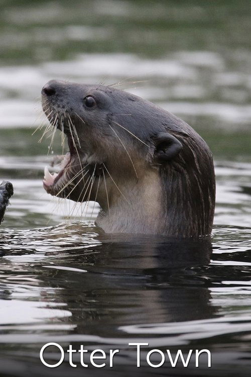 Otter Town Movie Poster Image