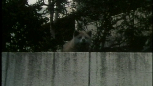 O-DE-KA-KE Diary Part 2 - The Home of Grass