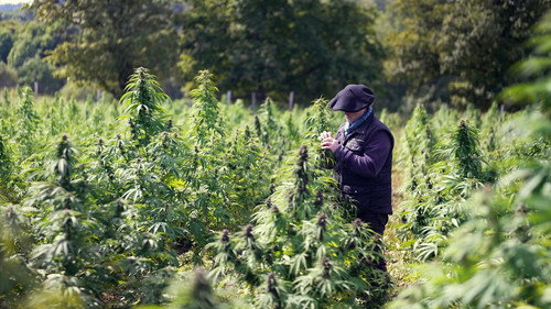 Cannabis, un paradoxe français