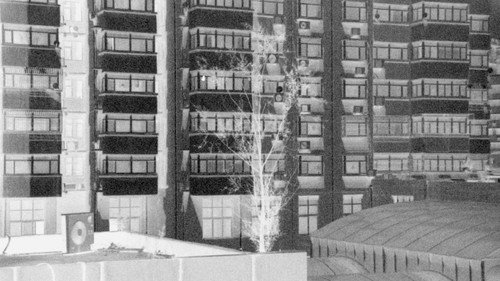 Branches from Concrete Backdrop Blur