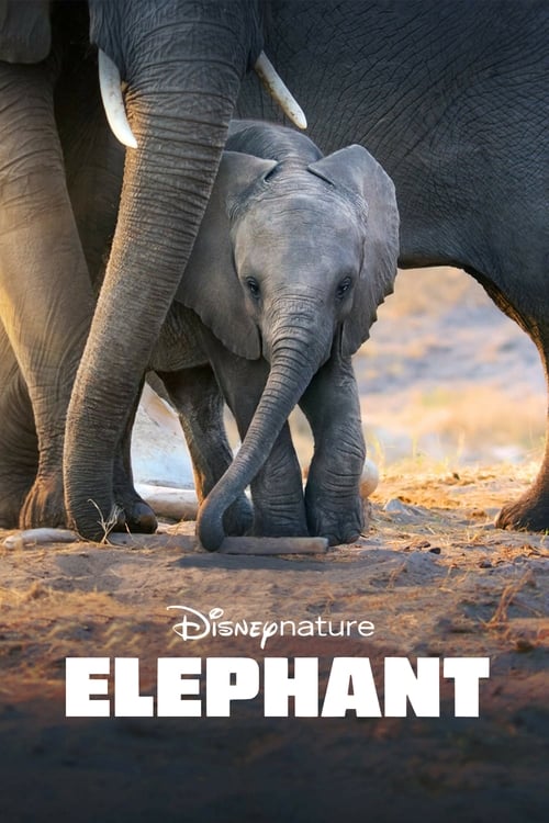  Elephant - 2020 