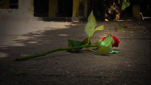 Teinturose still
