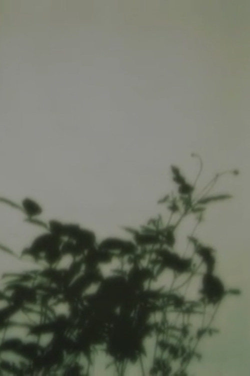in the forest of shadows