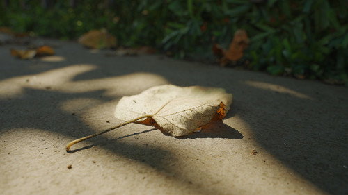 The Leaf Covered in Hoarfrost