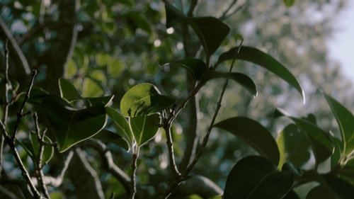 Despierta Backdrop Blur
