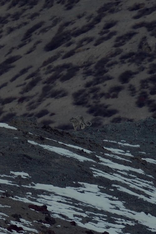 Big Cats of Ladakh