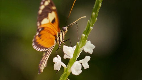 Butterflies: Superheroes of Nature Backdrop Blur