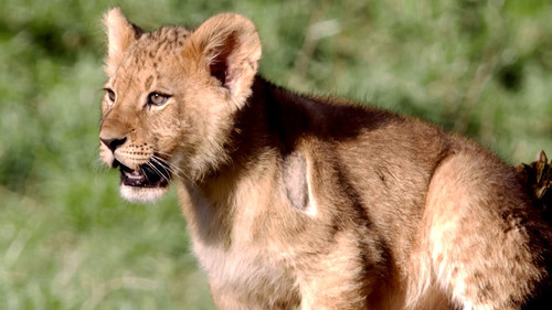 Pint-Sized Predators