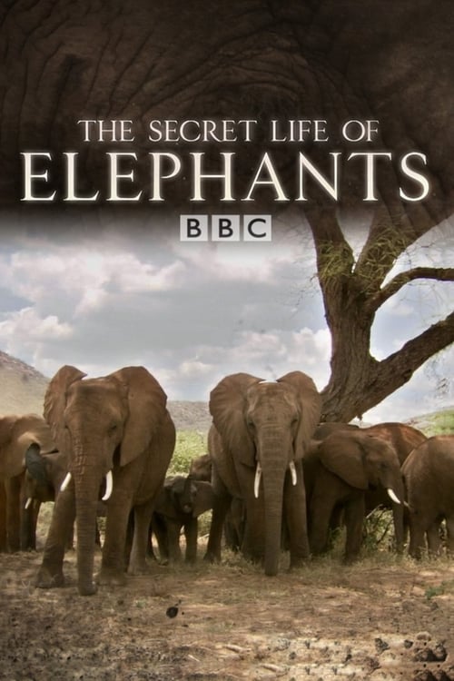 Poster The Secret Life of Elephants