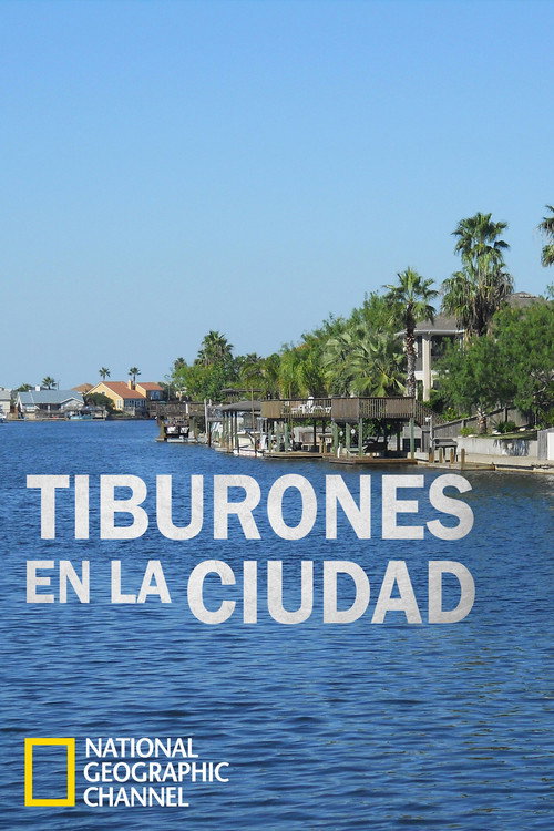 Sharks in the City: Bull Sharks in the Backyard